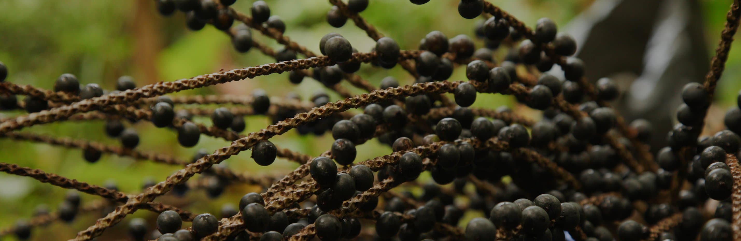 Açaí Pan-Amazônia